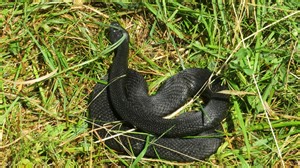 Florida man who went viral for trapping alligator with trash can catches large snake