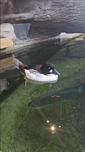 Male goldeneye duck with a bass below