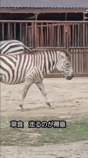 シマウマ zebra