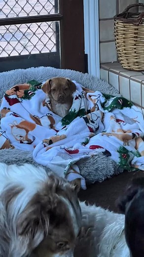 Sweater weather has arrived peeps! If anyone has old dog jackets that you no longer use, I will take them. We have a lot of shorthair doggies, littles and I like to make sure they aren’t too cold outside in the am! | My Dogs Are Barking Pet Sitting and Dog Walking