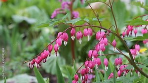 Pink flowers of bleeding heart (Lamprocapnos spectabilis, syn. Dicentra spectabilis) plant in garden