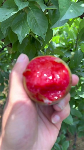 Sweet & Juicy Plum Harvest