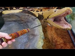 VERY MAD GIANT SNAKE (LUCY) TRIES ATTACKING ME!!! UNBOXING SNAKES! | BRIAN BARCZYK