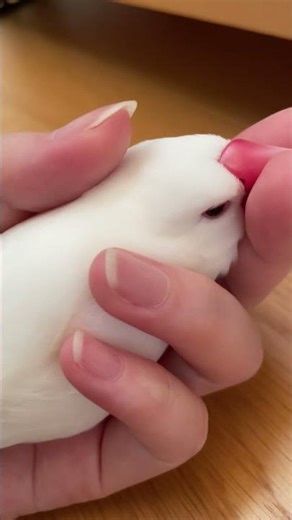 The cute Java sparrows that show off even while working