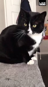 This cat will not accept bad language...😂🖕 | LADbible