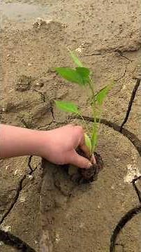 Planting Shishito pepper plants Tutorial #agriculture #farming #shorts