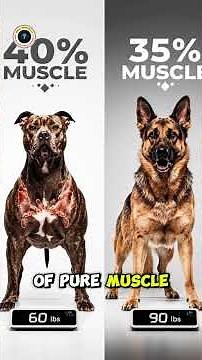 Pitbull vs German Shepherd Strength Test 💪 #Pitbull #GermanShepherd #DogComparison #DogStrength