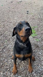 Dogs name - Buddy Age and sex- Male and 4yrs People – Great with people and children Can I live with children - older dog savvy yes. He’s a big boy and very friendly but could easily knock young children over. Can I live with cats – No Can I live with other dogs ­– Yes would happily live with a bitch or as an only dog Health - No health issues but is carrying excess weight In the home – Buddy is house trained and good in the home but does get stressed if left for prolonged time. Out and about – 