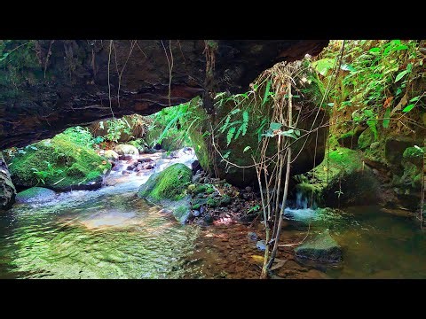 Let Go of Stress with This Peaceful Forest River 💧 Calming Forest Stream Under Green Canopy