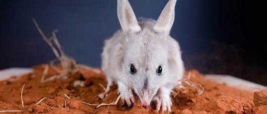 Bilby