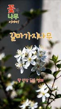 길마가지나무 | 이른 봄, 가장 먼저 향기를 전하는 나무#꽃과나무이야기 #길마가지나무 #숲을위하여