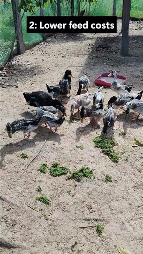 3 Benefits of Feeding Azolla to Ducks #farming #azolla #duckfarming