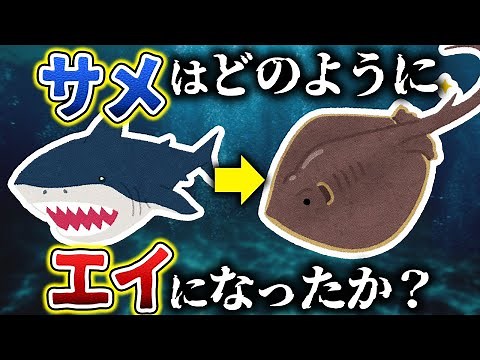【ゆっくり解説】エイは元々サメだった？！古代のキメラ新種も発見される！