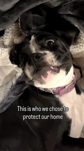 She’s so special ❤️ Wouldn’t have chosen anyone else else to keep us safe 😂 Who else has a goofy dog? 😂 #dogsoftik #dogs #boxerdog #boxerpuppy #puppies #boxerdog #positivedogtraining #pets