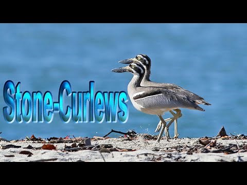 Stone curlews - Docmentary