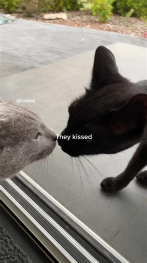 Cat Kissing Cat House