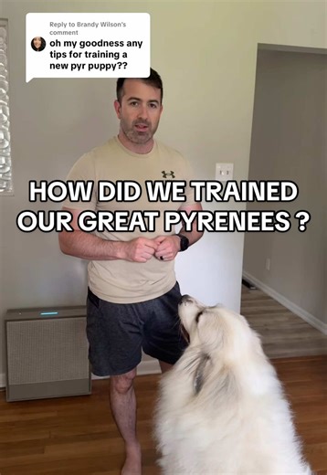 Effective Training Techniques for Great Pyrenees Puppies