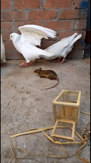 379K views · 1.2K reactions | Pigeon forge ahead #pigeon | Soliman Riad | Facebook