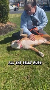 19K views · 425 reactions | Adopt Ziti! She has been in the shelter for 401 long days. | Homeward Bound Pet Adoption Center | Facebook