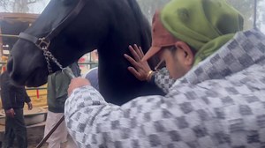 24K views · 1.1K reactions | Beautiful jet black marwari ghodi | Gautam Joshi | Facebook