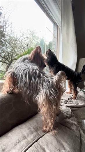 Sounds to make your dog bark: Funny Yorkie Noises #yorkie #puppy #cutedog #cutepuppy #yorkiepuppy