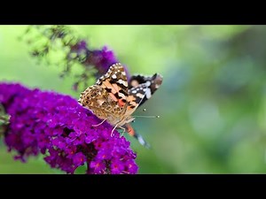 Propagating the butterfly bush (buddleia) from cuttings is very easy.