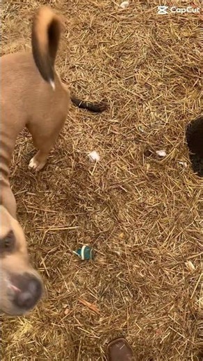 Spin #pitbull #pitbullterrier #intraining