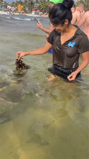 Thambapanni® on Instagram: "A Must-See Hikkaduwa Experience 🐢🌊 Watching sea turtles feed in the shallow waters of Hikkaduwa is a magical highlight for visitors, showcasing Sri Lanka’s vibrant marine life and making for an unforgettable coastal memory."