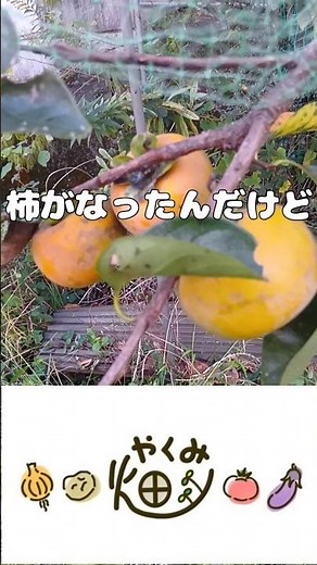 柿がなったんだけど。。。【やくみ畑】10.23