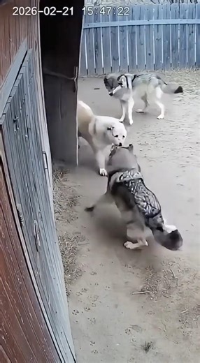Dog Protects Tiny Puppy From wolves