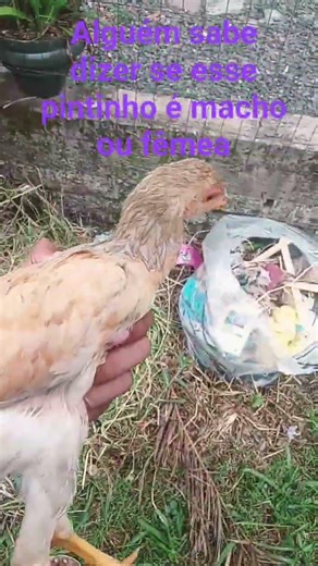 #pets