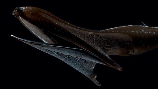 Pelican eel: The midnight zone 'gulper' with a giant mouth to swallow animals bigger than itself
