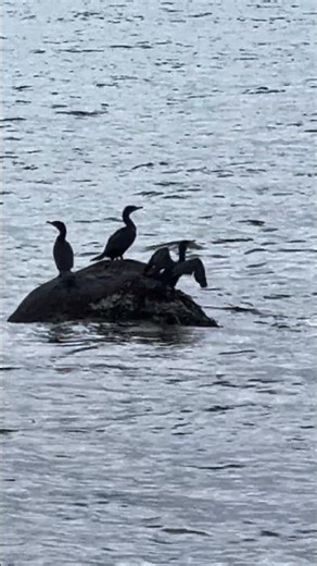 Cormorant Taking Flight Over the Water | Nature Short