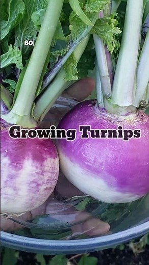 Growing Turnips: Quick & Easy Garden Guide in 60 Seconds!