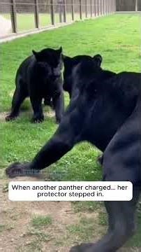 A Kitten Fell Into the Black Panther’s Enclosure 😱 #shorts