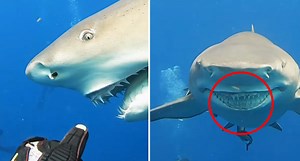 Lemon shark's 'evil' smile is human-like
