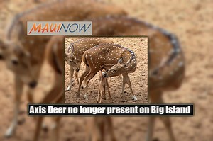 Axis Deer Control on Big Island Declared Successful | Maui Now