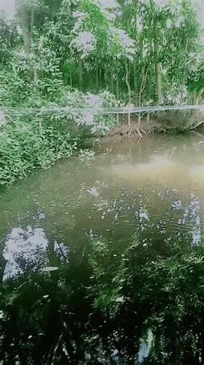 @ nassrinjahannipu on TikTok