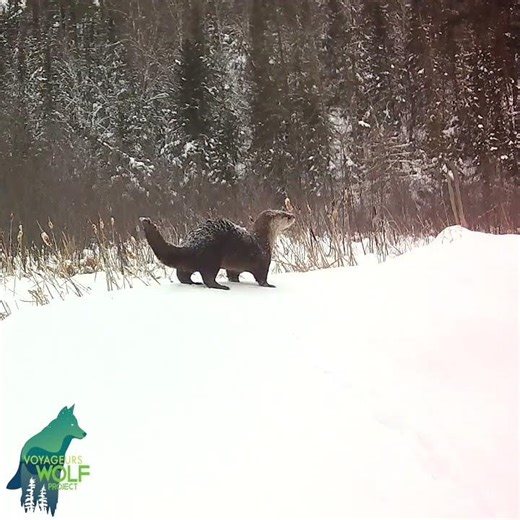 An otter doing a poop dance