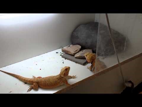 Bearded dragon matting dance too funny.