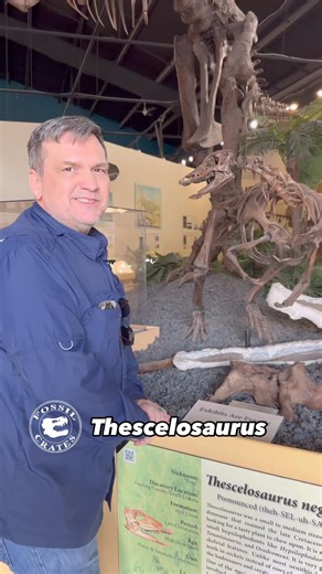 The Marvel - #Paleontologist cut Thescelosaurus neglectus (“marvelous lizard neglected”) lived in the Late #Cretaceous around 69-66 mya in western North America. Gilmore dubbed it neglected in 1913 because it sat on a shelf for years without anyone realizing it was a great-shaped new #dinosaur. You can imagine his excitement in finding a wondrous skeleton sitting on a shelf. #Thescelosaurus was up to 15’ long and ~700 lbs. I grew up knowing it as a #hypsilophodontid, however, it is now considere