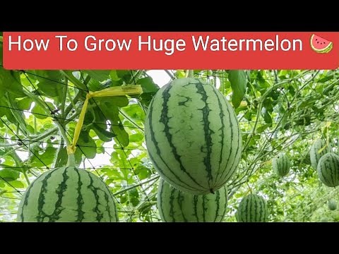 How To Grow Watermelon 🍉 + Secret Fertilizer Hack Gardeners Swear By!