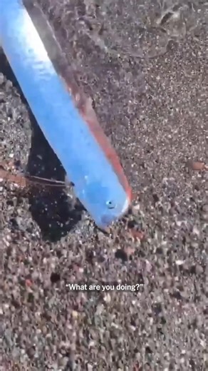 This “Doomsday Fish” Was Found Alive 😳 | Oarfish Mystery