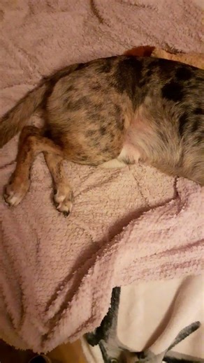 17.01.2026: Dieses WE keine Ausflüge. Barney hat Schmerzen. Hat schon 2 x Schmerzmittel bekommen.