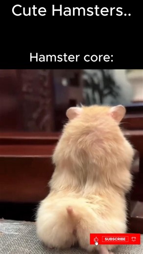 Cute hamsters..how cute is he..🥺 #funny #cute