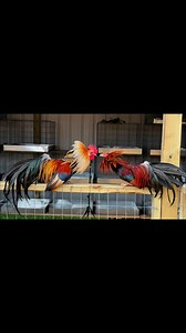 FÉNIX #minifenixfawnsilver #gallosminiatura #minifenix #minifenixplata | Víctor Moreno