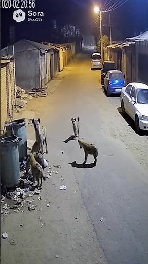 TCCTV Catches Chaos: Pack of Hyenas Terrifies Street Until Giant Kangal Shows Up!