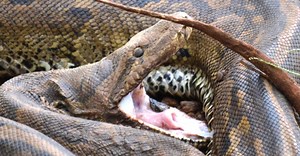 VIDEO: Největší africký had sežere i obří kořist. Podívejte se, jak se lidem dobývá do domu