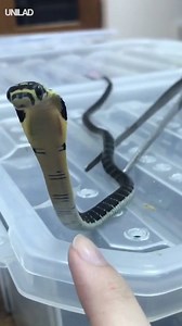 This curious baby cobra is actually adorable 😍🐍 | UNILAD
