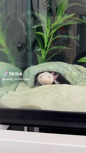 Funny Axolotl Moments That Will Make You Laugh